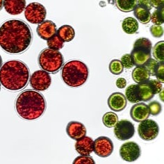 158452 315X236 – Mitolyn Supplement