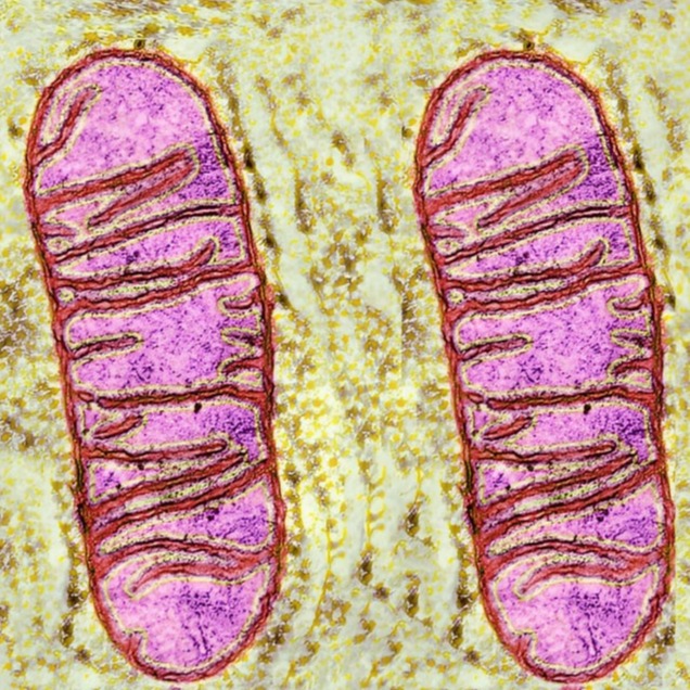 Microscopic image of mitochondria—the cell’s energy centers supported by Mitolyn supplements to boost metabolism, fat burning, and energy naturally.