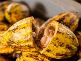 452675 315X210 – Mitolyn Supplement