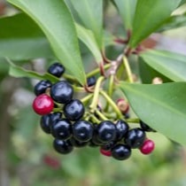 Mitolyn Ingredients 1