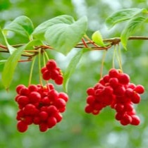 Mitolyn Ingredients 6