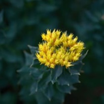 Mitolyn Ingredients 2