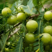 Mitolyn Ingredients 3